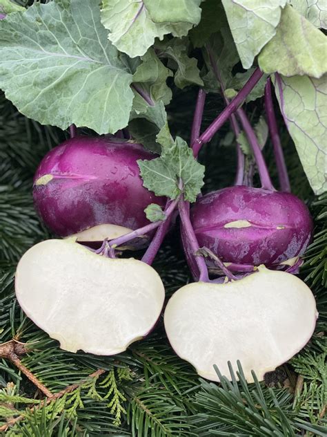 Organic Kohlrabi | Trinity Farm