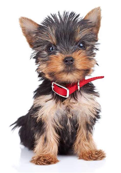 All About the Rottweiler Yorkie Mix (With Pictures) - How To Train Your Dog