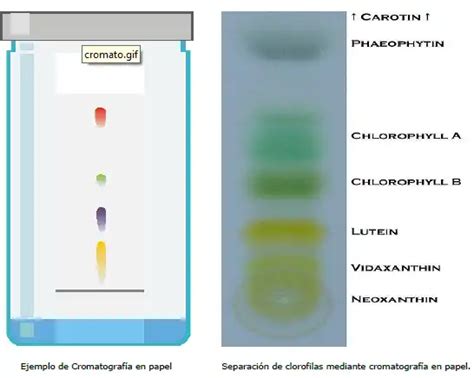 Cromatografía en papel - Que es, aplicaciones, procedimientos