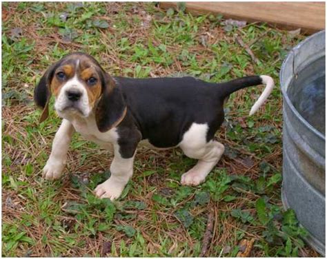 Treeing Walker Coonhound - Facts, Pictures, Puppies, Rescue ...