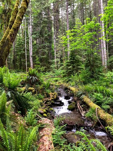 Stunning Gifford Pinchot National Forest: Camping, Waterfall Trails + More