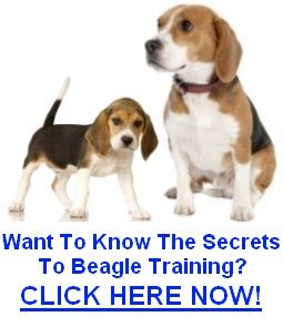 Beagle Training | How To Train A Beagle