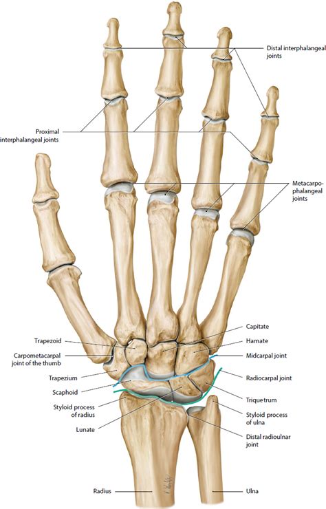 Hand and Microvasculature | Musculoskeletal Key