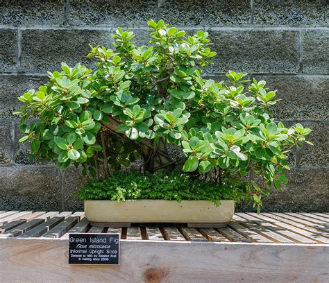 Green Island Ficus Bonsai Guide