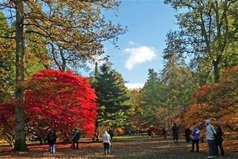 Dog walk at Westonbirt Arboretum · Gloucestershire · Walkiees