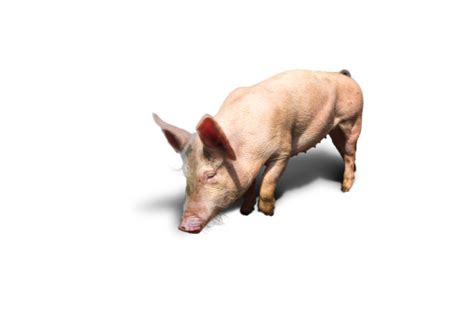 Sus Scrofa Domesticus Isolated Stock Photo - Download Image Now - iStock