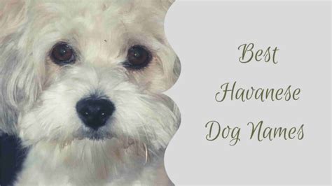 +100 Best Havanese Dog Names: Trends and Inspiration in 2024