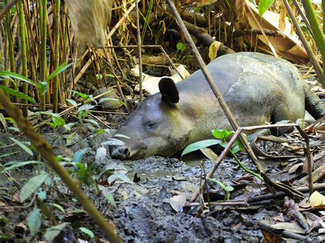 Baird's tapir, Coati, Corcovado National Park, Costa Rica | Flickr