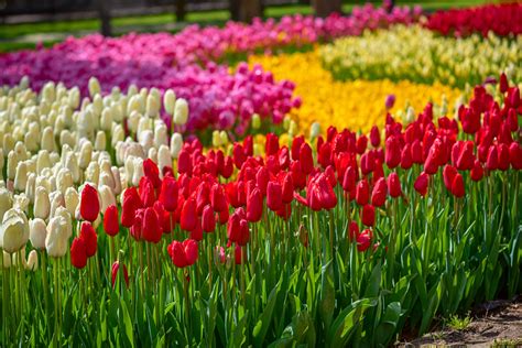 Why Is The Tulip National Flower Of Turkey | Best Flower Site