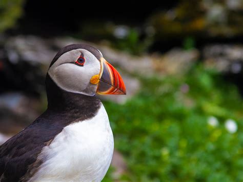 Lavoie Photography | Skellig Michael: Puffin Up Close and Personal