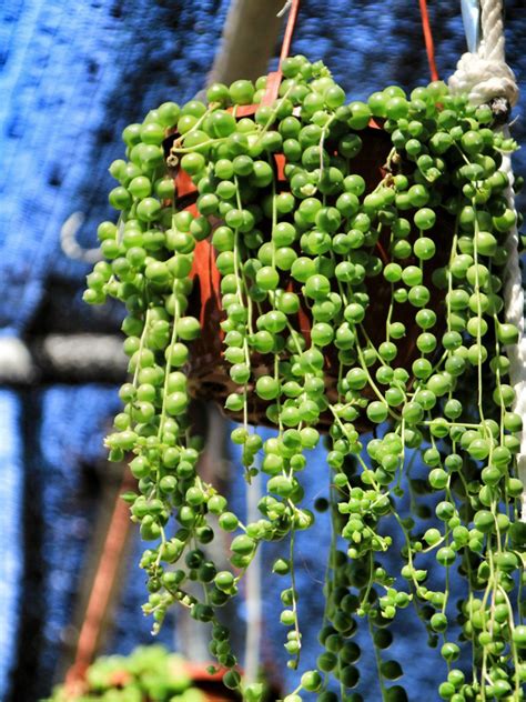 What Are Some Hanging Succulent Plants | Gardening Know How