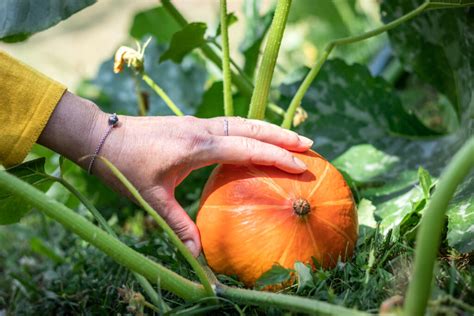 How to Harvest Pumpkins | Jung Seed's Gardening Blog