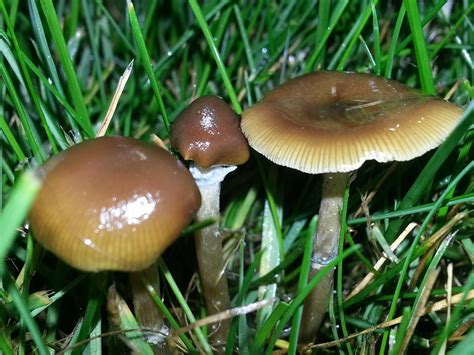 Psilocybe baeocystis? - Mushroom Hunting and Identification - Shroomery ...