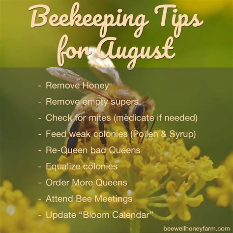 9 Beekeeping Tips for August | Bee keeping, Honey bees for sale, Bee keeping supplies