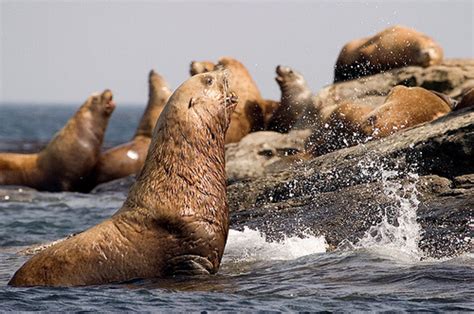 Steller Sea Lion | Los Padres ForestWatch