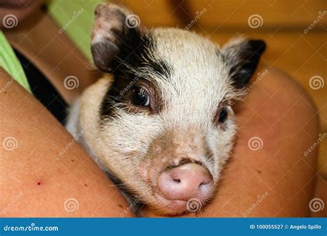 Pot Bellied Pig stock image. Image of bellied, animals - 100055527