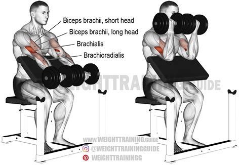 Dumbbell preacher curl instructions and video | Weight Training Guide