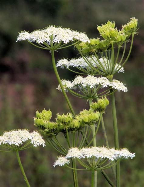 Aniseed - how to grow it and harvest seeds and leaves for cooking