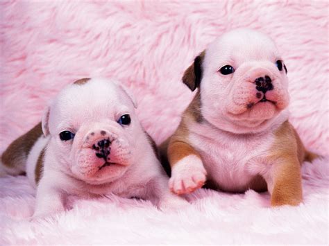 Cute Bulldog Wallpaper - WallpaperSafari