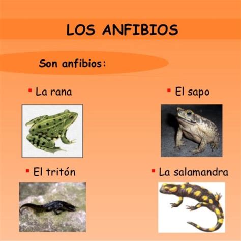 Tipos De Anfibios