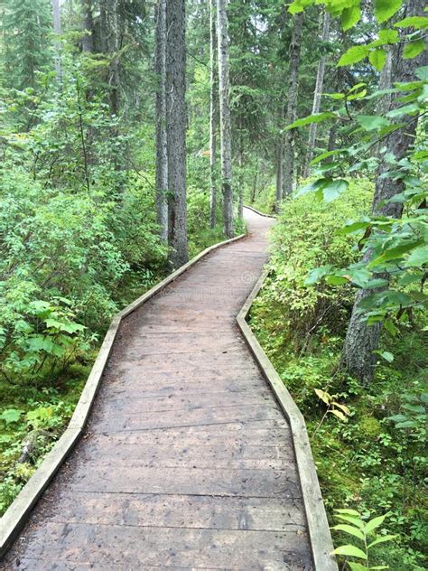 Wooden Foot Path in the Forest in Canadian Rocky Mountains Stock Photo ...