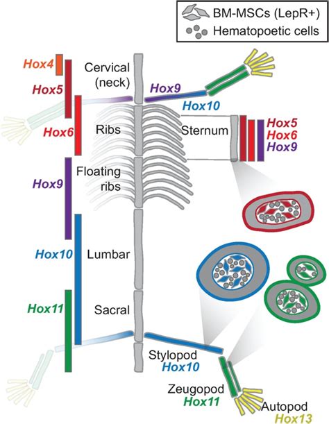 Hox genes in the adult skeleton: Novel functions beyond embryonic development - Rux - 2017 ...