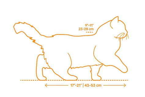 Ragdoll Cat Size Chart