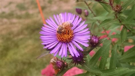 Asters: Plant Care and Collection of Varieties - Garden.org