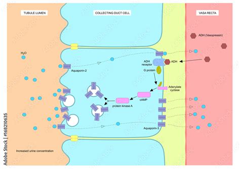 mechanism of action of ADH (antidiuretic hormone), o vasopressin Stock Vector | Adobe Stock