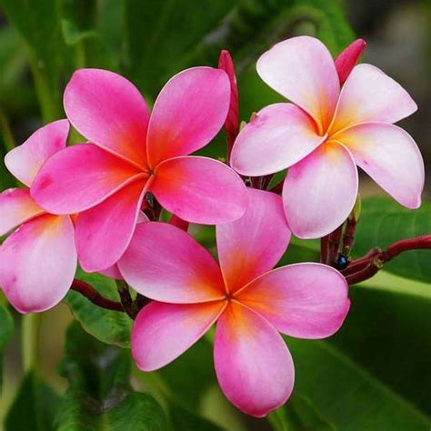 Buy Plumeria, Champa (Any Color) - Plant online from Nurserylive at lowest price.