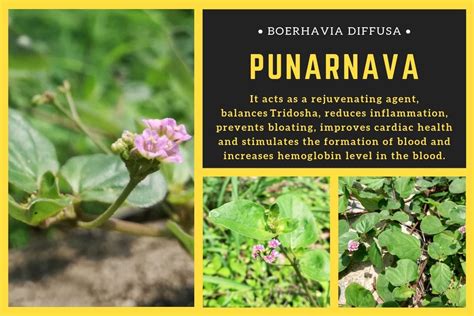 Punarnava Benefits, Uses, Dosage and Side Effects - Ayur Times