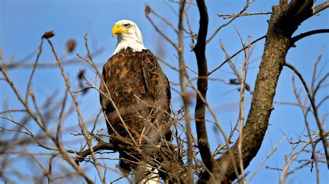 Washington man to plead guilty in 'killing spree' of 3,600 birds