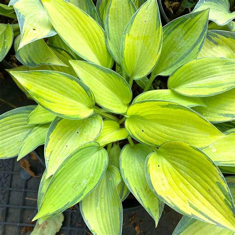 Hosta June | | Arts Nursery Ltd