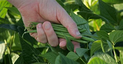 How to grow green beans indoors | HappySprout