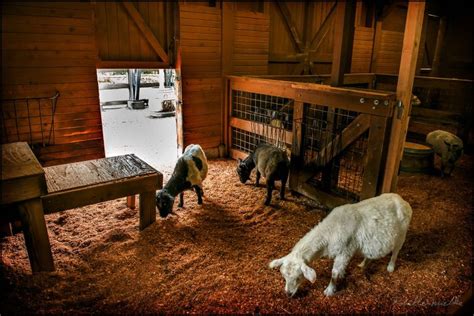 Inside The Barn | Barn animals, Barn, Goat barn