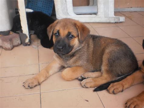 Bullmastiff + German Shepherd Dog Puppies Sold - 10 Years 1 Month ...