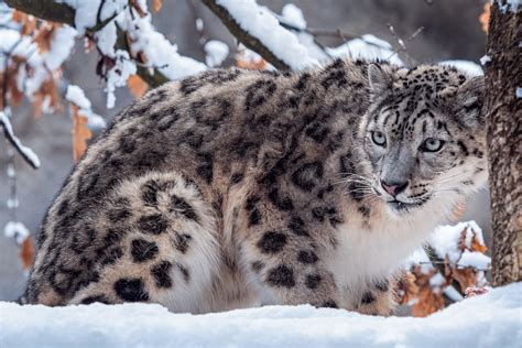 Snow Leopards Archives - The Wolf Center