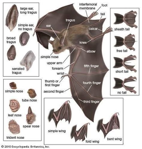 Bat anatomy | Bat mammal, Bat anatomy, Bat species