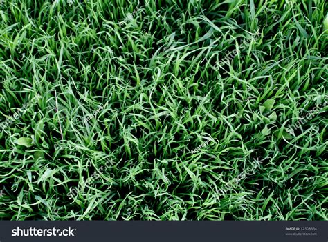 Texture Herb Stock Photo 12508564 : Shutterstock