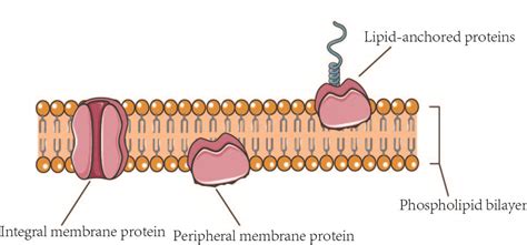 Membrane Protein Overview – Creative Biolabs Blog