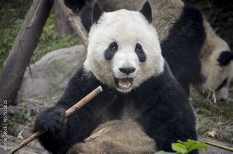 Chengdu Research Base of Giant Panda Breeding, Chengdu, Sichuan Province, China Stock Photo ...