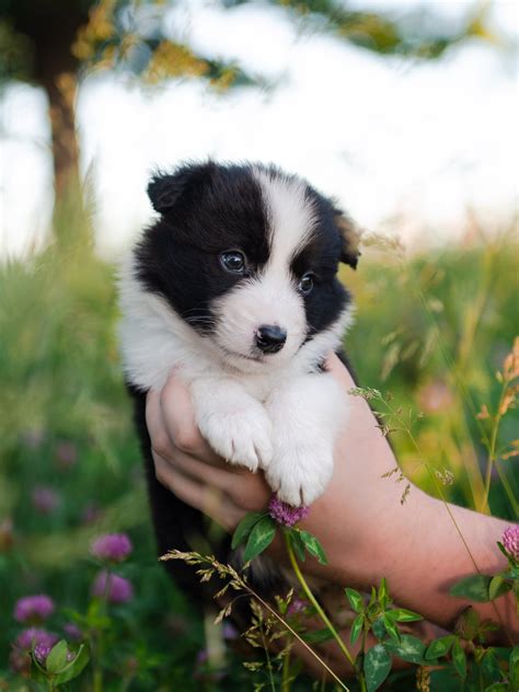 Can A Border Collie Pup Be All Black