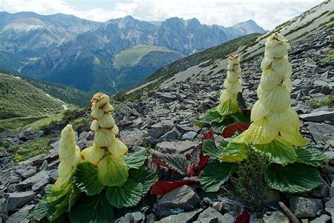 Noble Rhubarb — In Defense of Plants