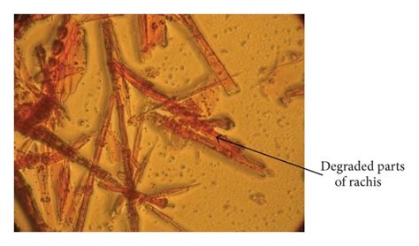 Microscopic observation of untreated (control) and degraded chicken ...