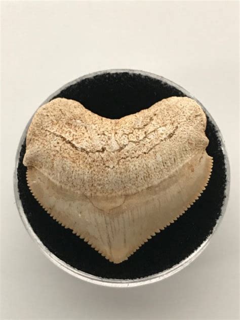 Crow Shark Fossil Teeth for Sale - Shop Online | touchstone gallery