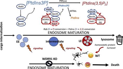 The complexes that form during endosome maturation as Rabs and ...