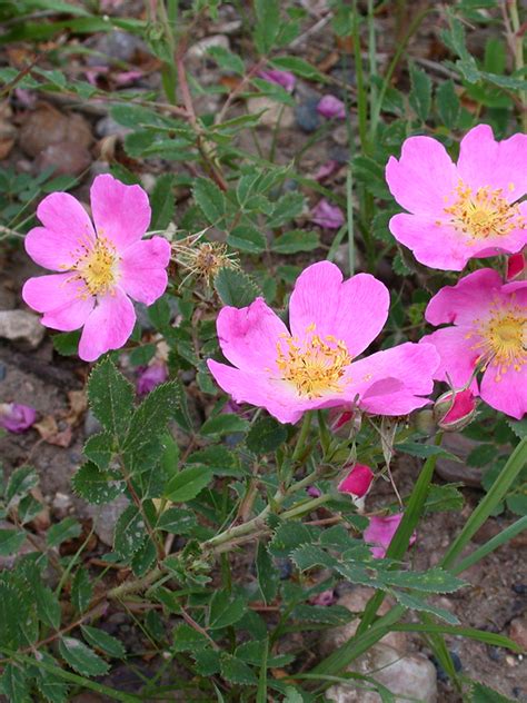 Rosa arkansana Prairie Wild Rose | Prairie Moon Nursery