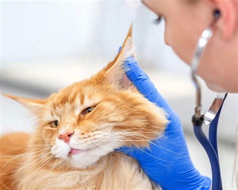 Ear Infections in Cats Ear Infections in Cats - Cat Food Site