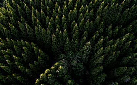 aerial view, Green, Nature, Trees, Forest Wallpapers HD / Desktop and ...