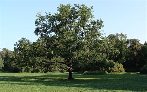 The Tree in the Central Park by chur on DeviantArt